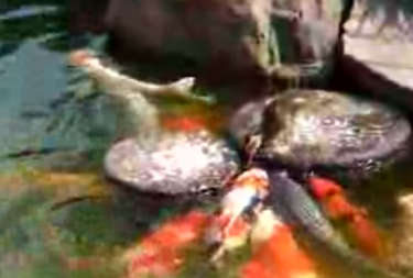 Duckling Feeding Fish
